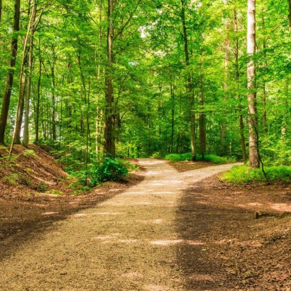 Waldweg teilt sich auf