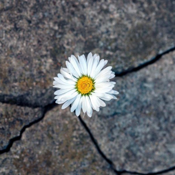 Gänseblümchen wächst aus dem Steinboden